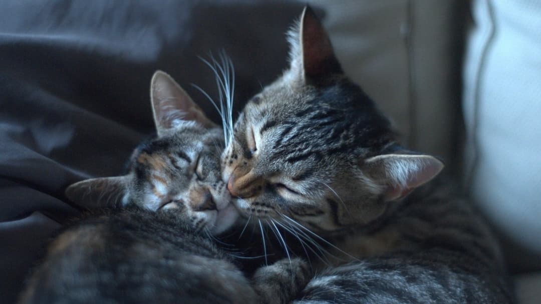Mother cat grooming and licking kitten to stimulate hygiene