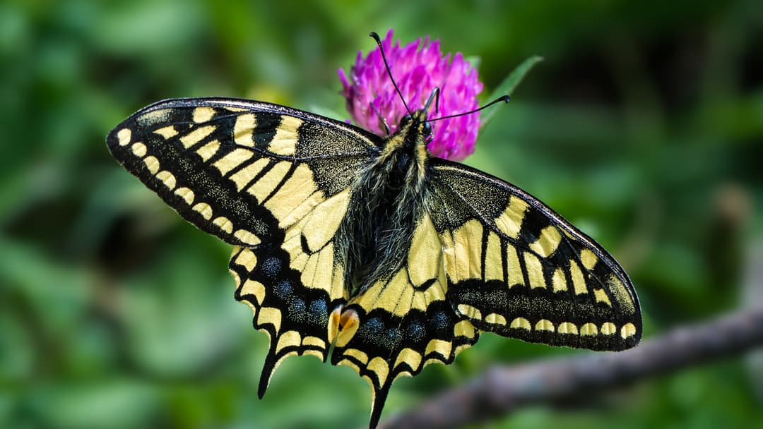 Old World Swallowtail (Papilio machaon) with yellow and black wings, blue hindwing band, and red eyespots on a purple flower