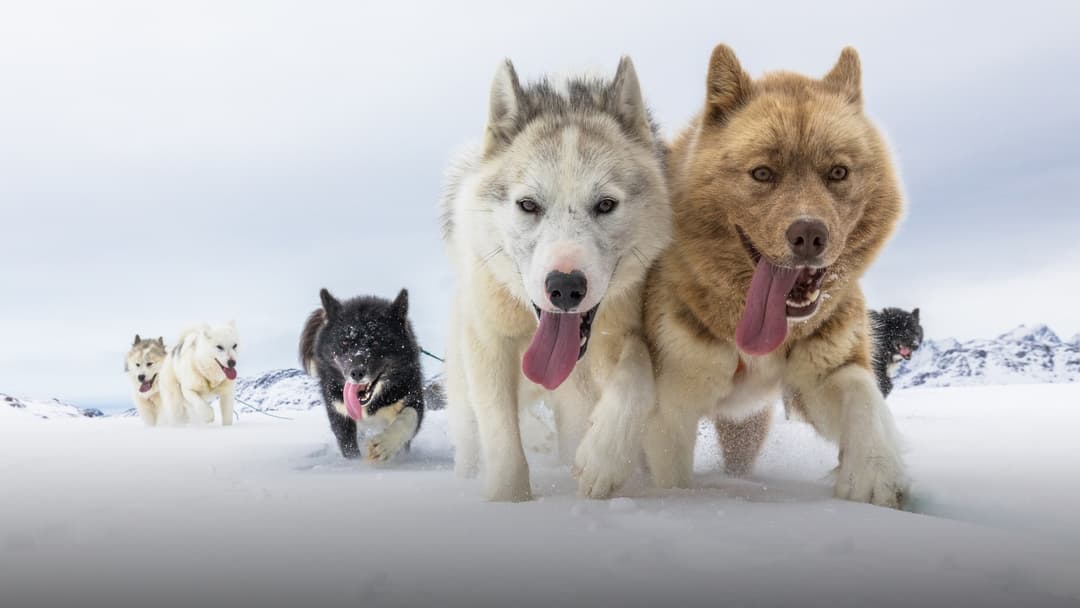 Traditional Greenland sled dogs resting in pristine Arctic snow beside an expedition sled.