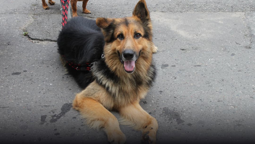 Large German Shepherd barking alertly with pointed ears and focused gaze.
