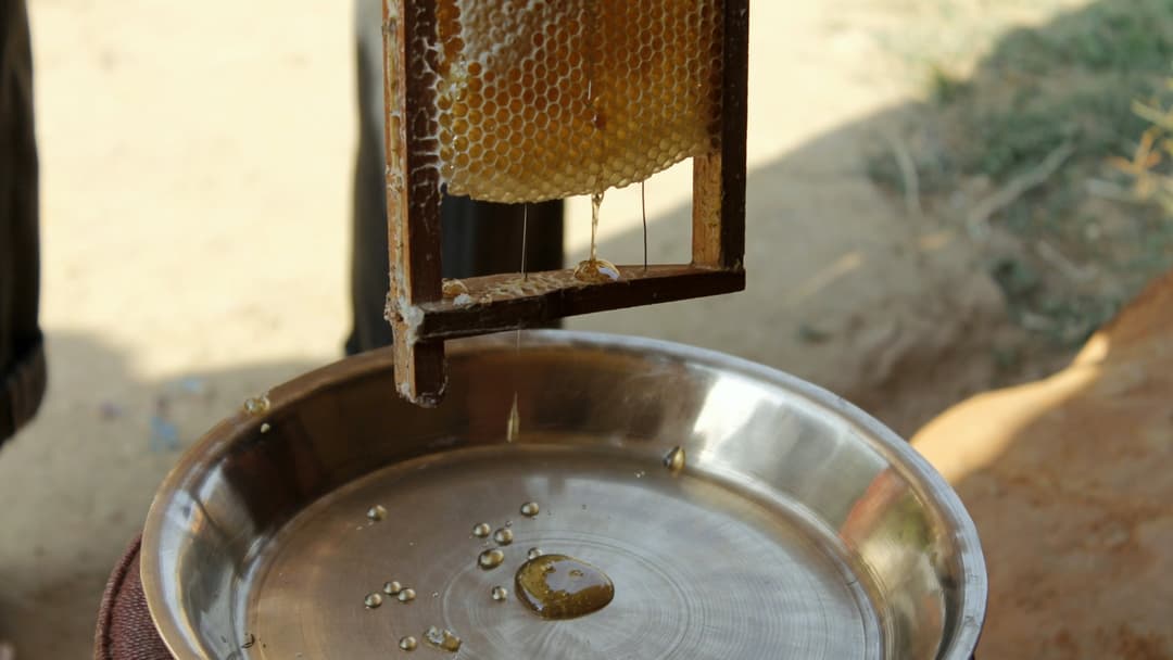 7. Days Fourteen To Eighteen Ripening Honey