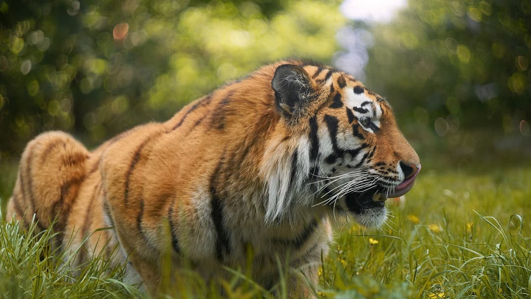 25 Big Cats That Make the Wild Look Unreal
