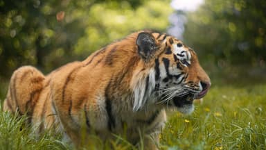 25 Big Cats That Make the Wild Look Unreal