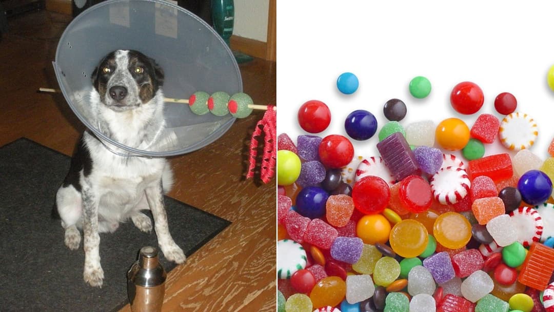8 Essential Halloween Safety Rules for Pet Owners