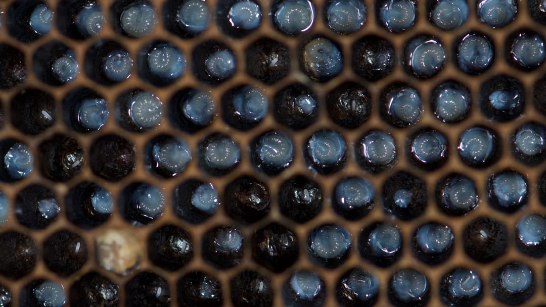 3. Days Four To Six Feeding Older Larvae