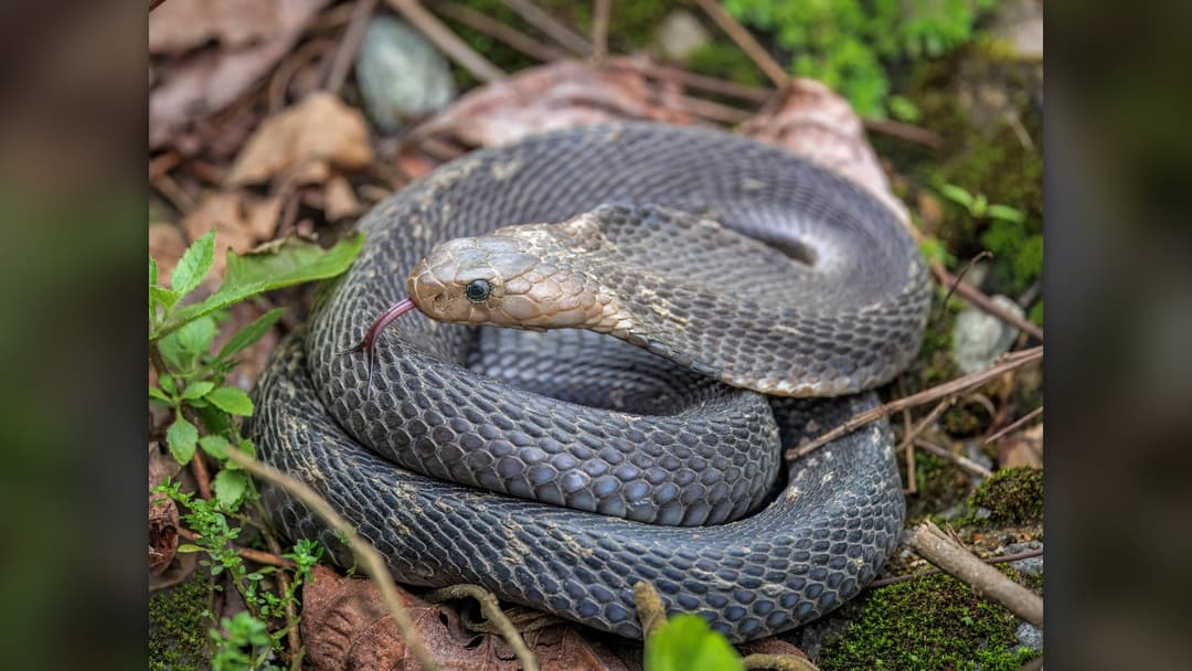 9. King Cobra (15 Percent Confidence)