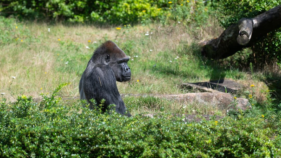 3. Silverback Gorilla (8 Percent Confidence)
