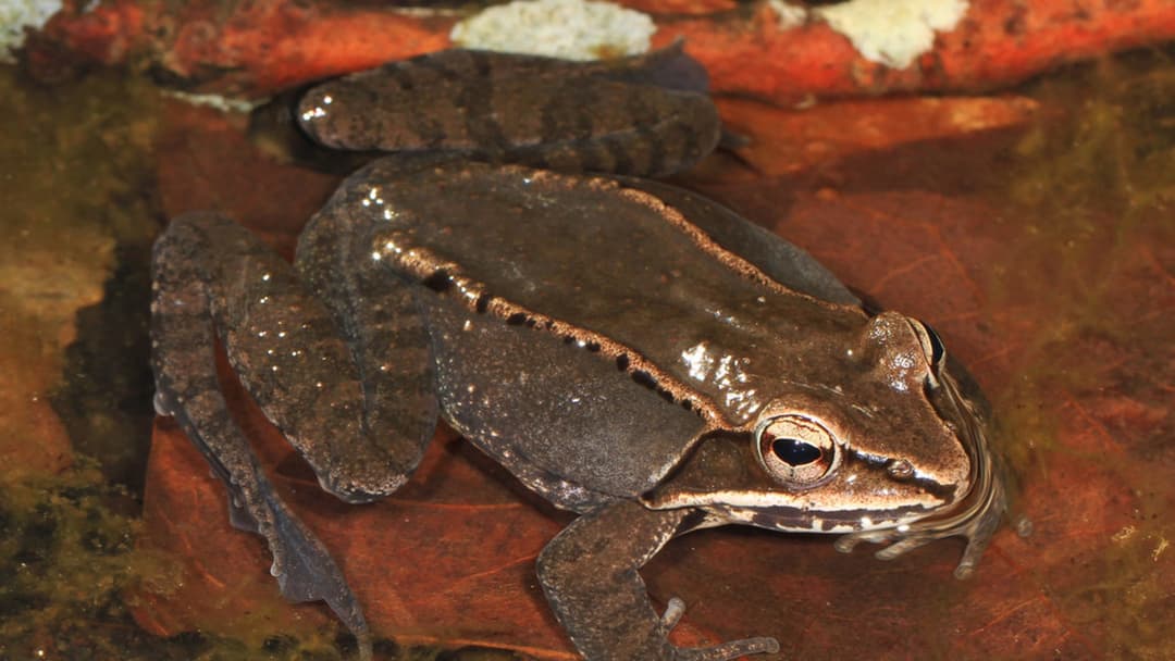 8. Wood Frog