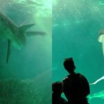 Shark vs Shark - Shark Attack Another Shark in Aquarium, Madrid || WooGlobe
