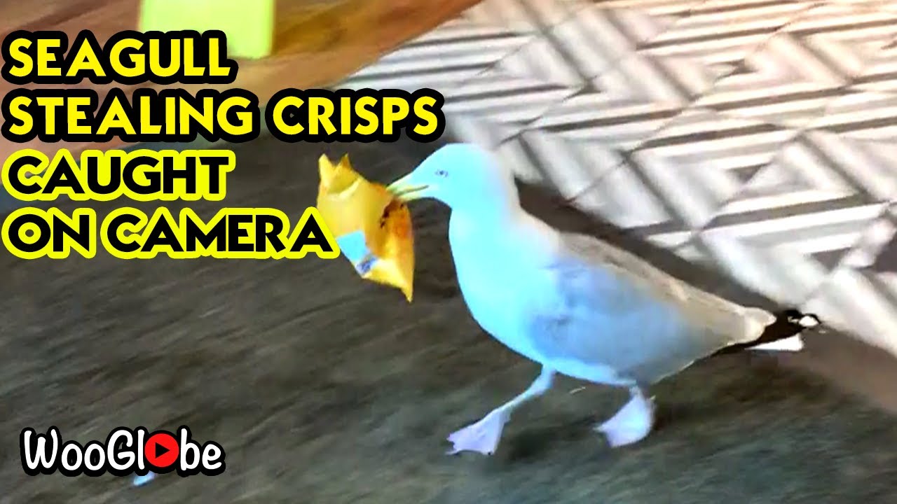 Seagull Stealing Crisps Caught on Camera || WooGlobe Funnies || WooGlobe
