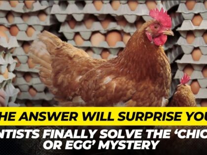 Scientists-Finally-Solve-the-‘Chicken-or-Egg-Mystery—And-the-Answer.jpg
